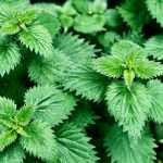 nettle-leaves