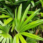 saw-palmetto